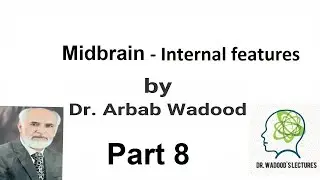 Midbrain  - Internal features Part 8 | Neuroanatomy | Lecture 55 by Dr Arbab Wadood