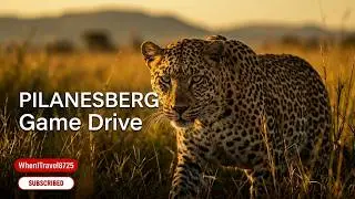 Pilanesberg National Park Evening safari Game drive - Elephants, Leopard, Hippopotamus - 080225