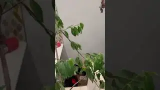 Fake rainbow Eucalyptus deglupta purchased from offer up