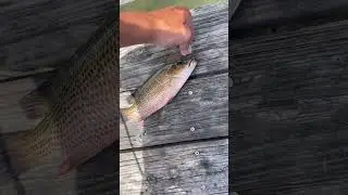 Mango snapper