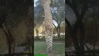UAE National Tree Ghaf Tree🇦🇪 #shorts #ghaftree #nationaltreeofuae #uaenationaltree #exploreuae
