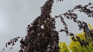 Fagus sylvatica 'Purple Fountain' buk lesn&iacute;