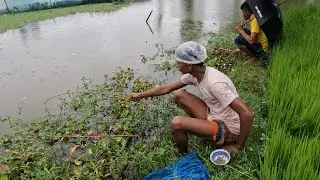 Fishing Video I Amazing Hook Fishing in Rainy Season Water | Catching Fish Hunting By Hook