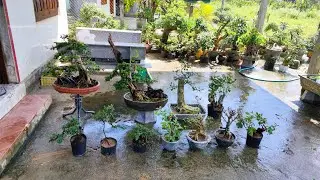 Trưa 1/1.#0983733063 Sim , Sam Hương , Ổi Rừng , Sung , BSL , Duối , Trắc Nghệ , Hải Ch&acirc;u...bao ship