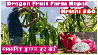 ब्यबसयिक ड्रायगन फ्रुट खेती | Dragon Fruit Farming in Nepal. Krishi 360 Channel.