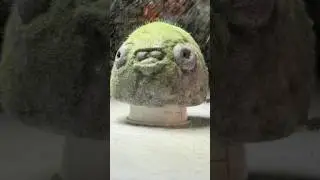 Flocking a Stone Blob