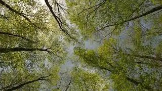 ASMR Tree Forest Sky View Nature Ambience 5 Hours 4K - Sleep Relax Focus Chill Dream
