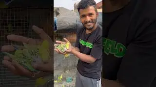 Budgies parrot ke bache🐣 #petlover #pigeon #birds #bird #budgies #vlog #petvlogger #petlover