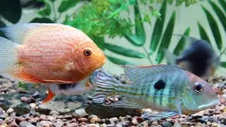 Geophagus Tapajos Red Head and tank mates