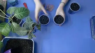 🌼РАЗМНОЖЕНИЕ ГЛОКСИНИИ ФРАГМЕНТАМИ ЛИСТА !!!🌼 🌱How to grow gloxinia part №28