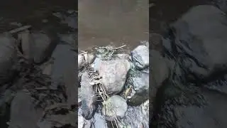 Kannimar falls sirumalai