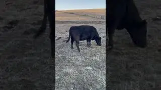 Young Bred Angus Cows 5-8 months bred . Call me 9795416703