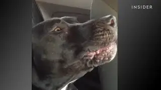 Dog joins in duet with Adele. It might be the most beautiful duet we've ever heard.