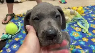 Blue AKC Great Dane Puppies