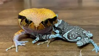 Wait a minute！Disturbing milk boy🐸 Dyscophus guineti, Amazon milk frog
