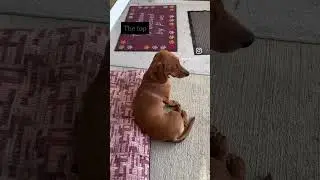 Claire is growing up! #dachshundworld #dogsarelife