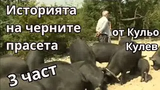Източнобалканска свиня - представена от Кульо Кулев - 3 част