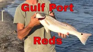 Surf Fishing for Redfish in Gulfport/Biloxi, Mississippi