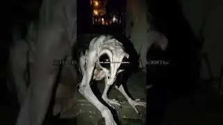Тик ток:anomaliya.scp #scp #аномали #призрак #чернобыль #аномалии