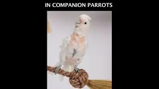 Feather Damaging Behaviour in the companion parrot