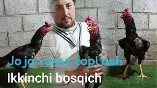 xoroz toplash 2 bosqich