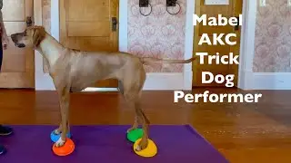 AKC Trick Dog Performer- Mabel, Rhodesian Ridgeback.