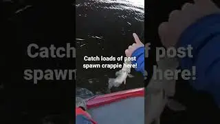 Catch a boat load of post spawn crappie here! #crappiefishing #crappie #tips
