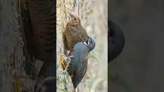 🐈&zwj;⬛ Two... King Quail, Blue-breasted Quail (Synoicus chinensis) 🦅⁶&bull;⁵ #nature