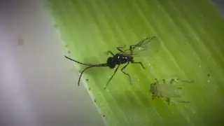 Prairie Insects: The Good, The Bad, and the Useful