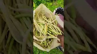 pulse cultivation #pulse #cultivation