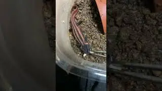 【コイチョウイボイモリ】　Red-tailed knobby newt / Tylototriton kweichowensis  #shorts
