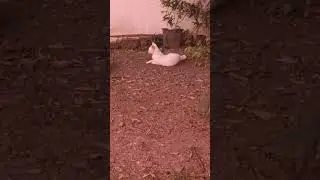 Cat catching butterfly #cat #funny #cute