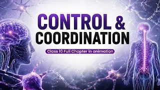 Control and Coordination Class 10 in 6 Minutes! ⚡️ | Full Chapter Animation | One Shot