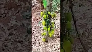 1000 jackfruit very tast   natural food👌🍐🍐🍐🌳🌳