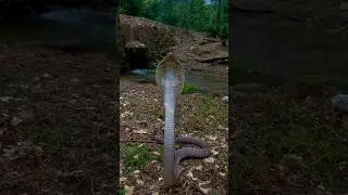 Beautiful Indian spectacled cobra 🐍