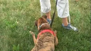 Brandi & Nancy #1 - Study in Leash Reactivity