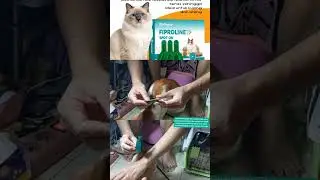 Kutu Kucing Bandel? FIPROLINE Jawabannya!