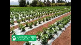 Plastic Mulch Installation in Ziwa, Uasin Gishu by Grekkon Limited