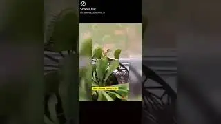 venus fly trap(insect eating plant)
