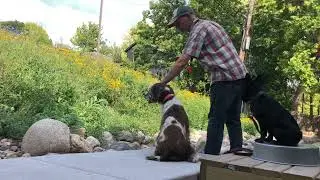 Maisie watches while Arthur plays scent games