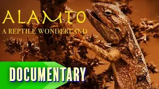 Discover Iran&rsquo;s Rare and Exotic Reptiles 🦎 | Full Documentary