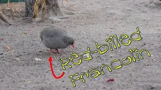 Red-billed Francolin | Spurfowl | #nature #birds #namibia #royscamp #camping