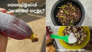 කෙසෙල්මුව  වලින් රස කැමක් හදමුද?  | කෙසෙල්මුව කන්නෙ නැති ඔයාලට රසම රස කැමක් 😋