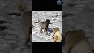 Kangal's 