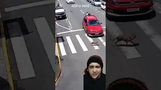 &iquest;El Perro caus&oacute; accidente?