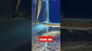 alligator 🐊 Gar #fish #aquarium #alligator #shortsvideo #shorts #youtubeshorts