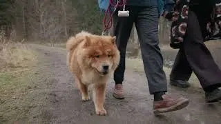Why leashing your dog matters for you, your pet and your community