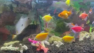 Peaceful Marimba Music & Gentle Aquarium Water &bull; Deep Sleep, Relaxation, Spa, Meditation