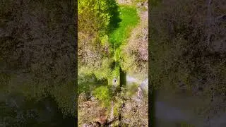 🕊️ She Brings Her Own Wings  | 4K Drone Short in Lush Nature