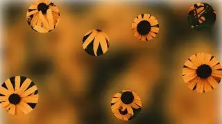 Background Reveal Effect(Using Mask Image Property in CSS)